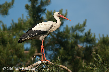 Weißstorch, Ciconia ciconia 040